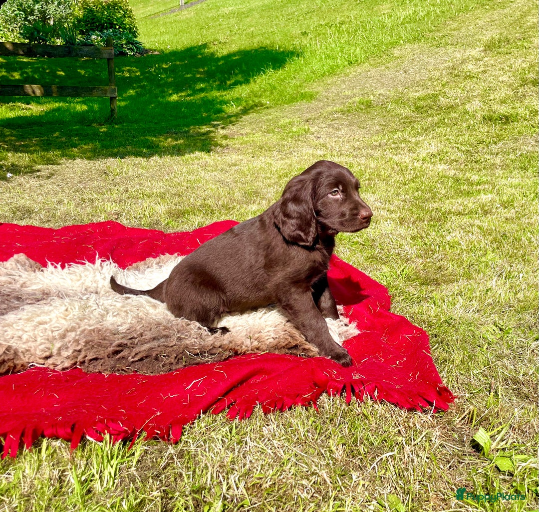 Duitse Staande Hond Langhaar honden te koop: Te koop raszuivere Duitse staande langhaar. - Afbeelding 2