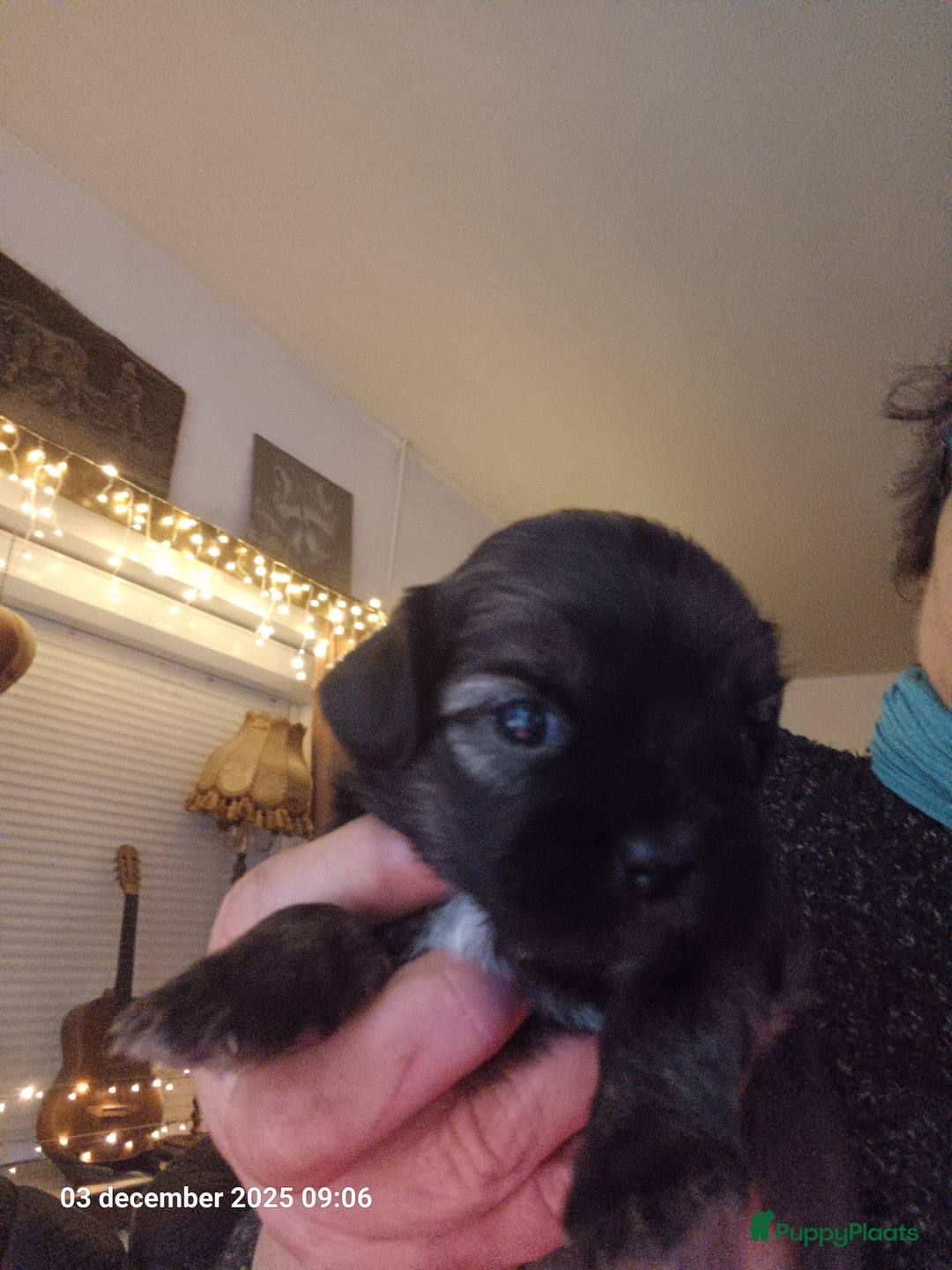 Kruising honden te koop: mooie pups tekoop kruissing klein blijvend - Advertentie 3