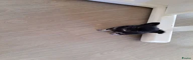 Chihuahua 2