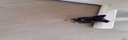 Chihuahua honden te koop: Zeer mooie chihuahua pupjes  - Advertentie 3