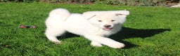 Akita honden te koop: Zeldzaam mooie witte japanse akita pups - Advertentie 8