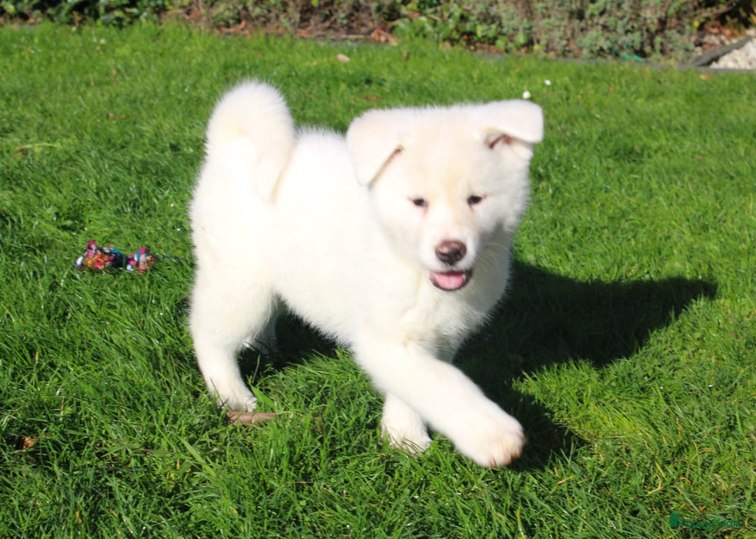Akita honden te koop: Zeldzaam mooie witte japanse akita pups - Advertentie 8