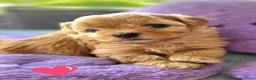 Havanezer honden te koop: Raszuivere Havanezer, met FCI stamboom - Advertentie 22