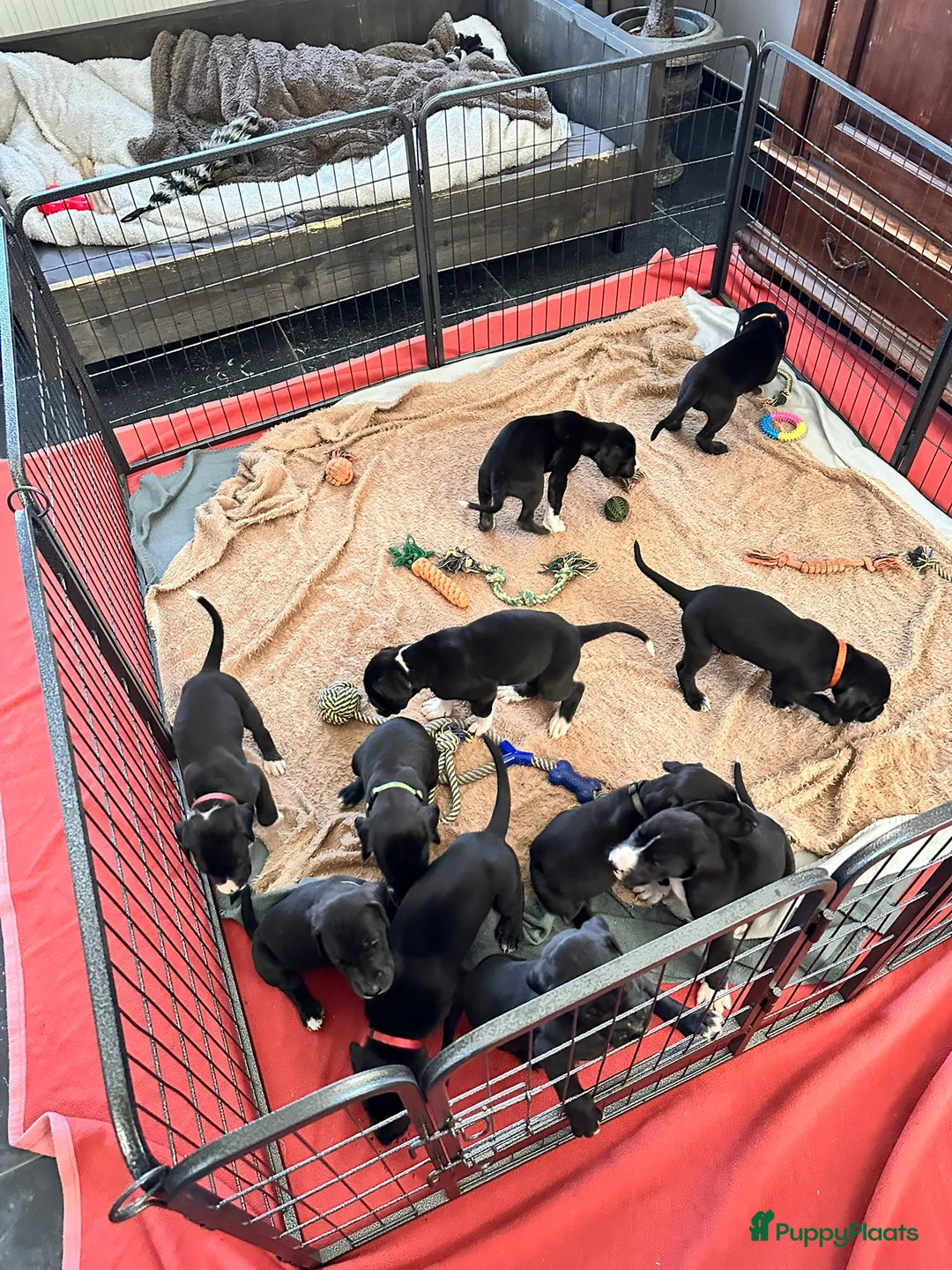 Duitse Dog honden te koop: Duitse Dog Pups - Advertentie 6