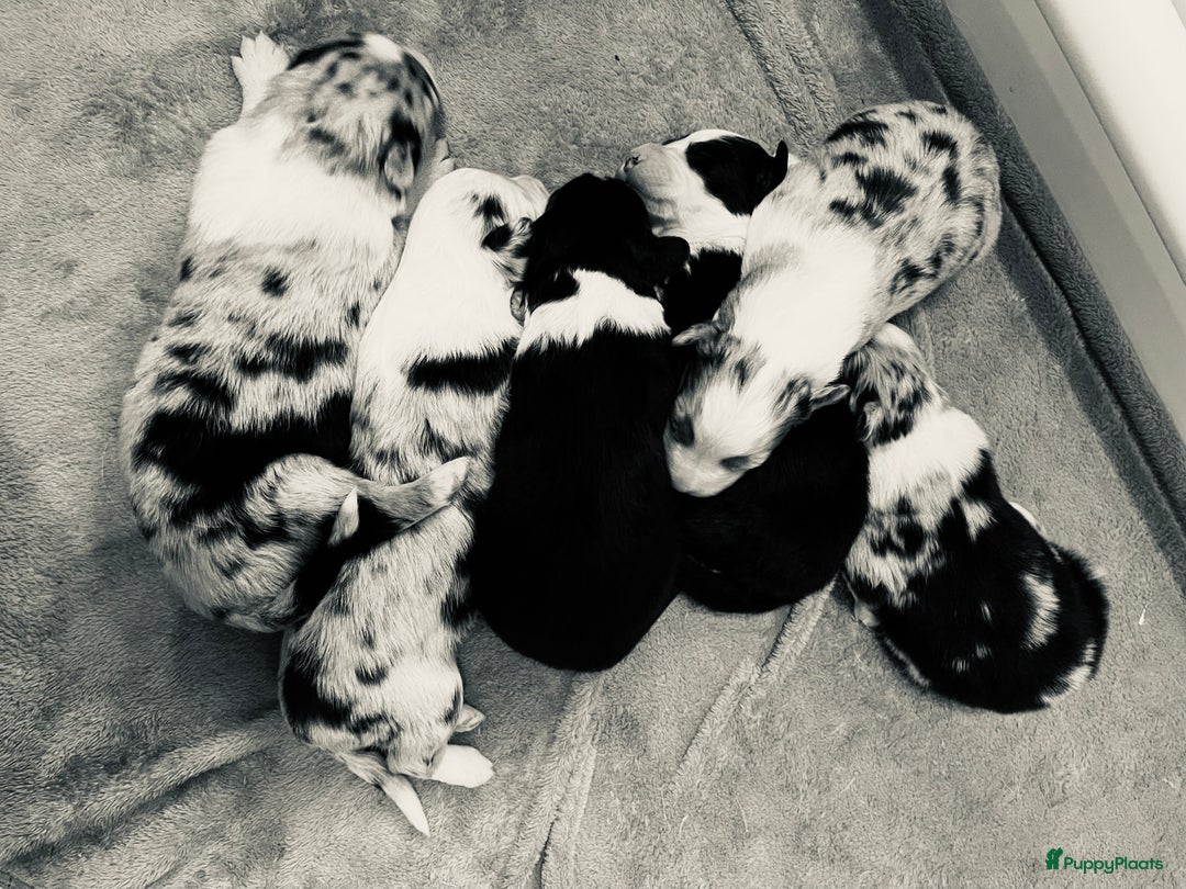 Australian Shepherd honden te koop: Prachtige pups Australian shepherd X  - Advertentie 4