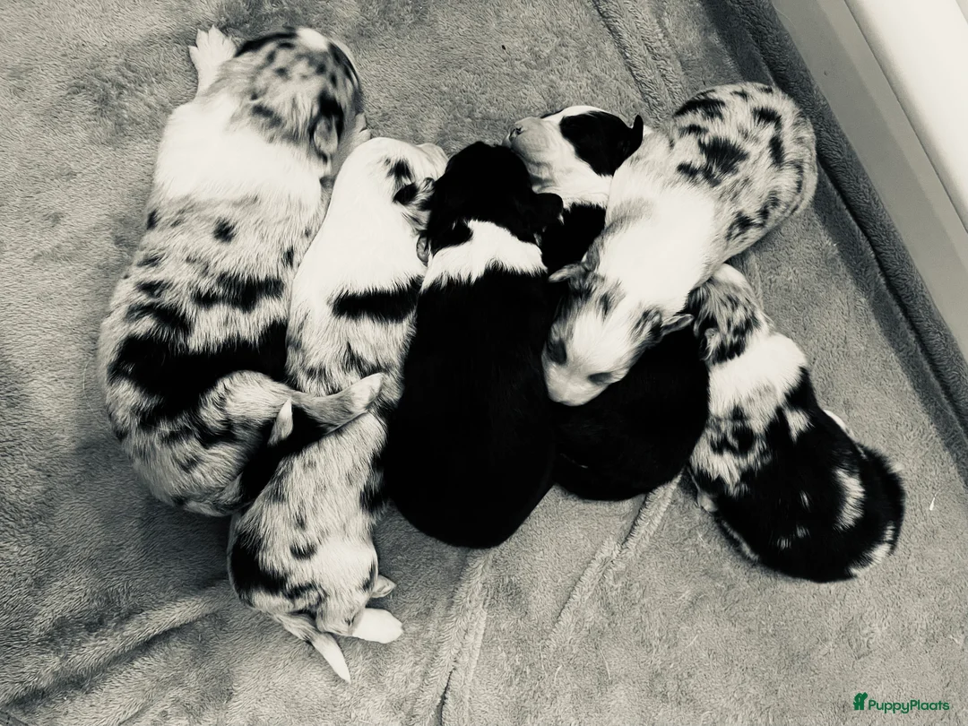 Australian Shepherd honden te koop: Prachtige pups Australian shepherd X  - Advertentie 4