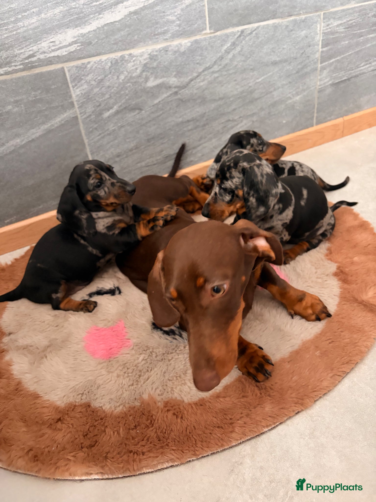 Teckel (korthaar)  honden te koop: Dwerg teckel pupjes. - Advertentie 14
