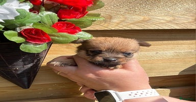 Boomer honden - Advertentie 3
