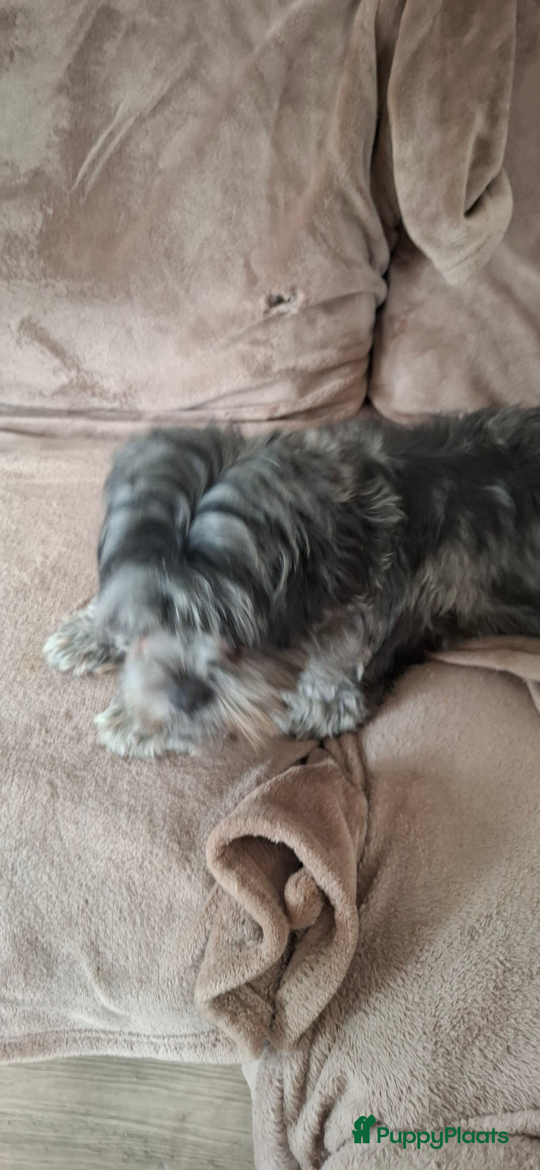 Boomer honden Drie mooie boomer reutjes  - Advertentie 1