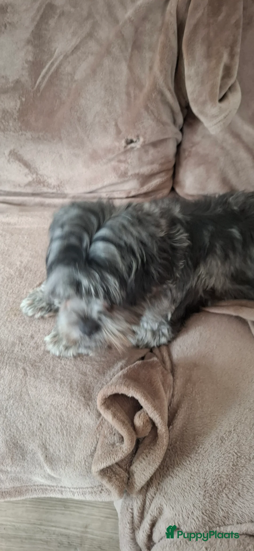 Boomer honden te koop: Drie mooie boomer reutjes  - Advertentie 1