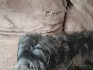 Boomer honden Drie mooie boomer reutjes - Advertentie 1