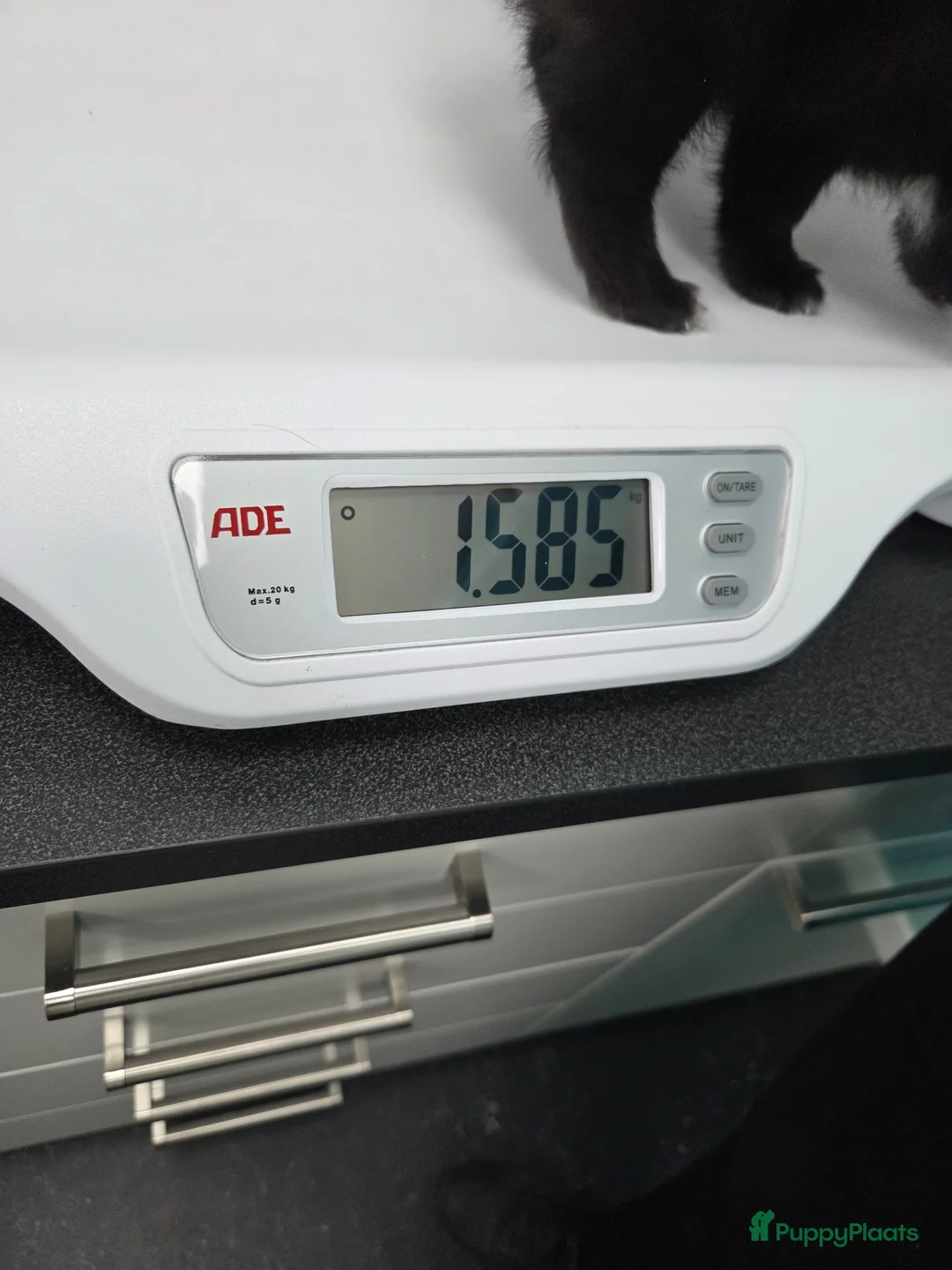 Pomeriaan honden te koop: Rocky mag naar een nieuwe thuis - Advertentie 2