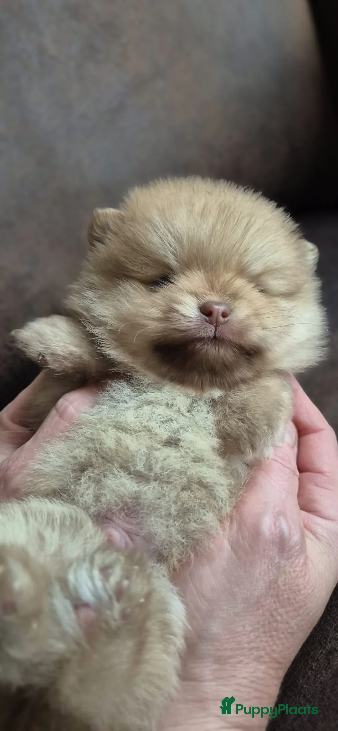 Kruising honden te koop: 3 reutjes - Advertentie 32