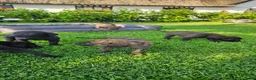 Kruising honden te koop: Hollandse Herder X Labrador pups zoeken baasje! - Advertentie 14