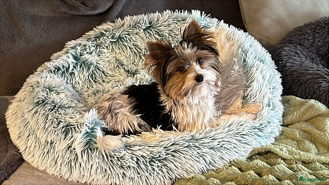 Biewer Terrier honden te koop: Biewer reutje - Advertentie 1