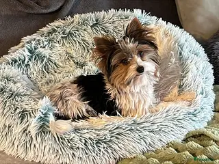 Biewer Terrier honden Biewer reutje - Advertentie 15