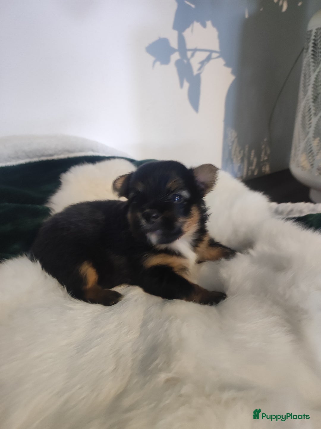 Maltipoo honden te koop: Prachtige pups maltipoo-pomerian in Helmond - Afbeelding 7