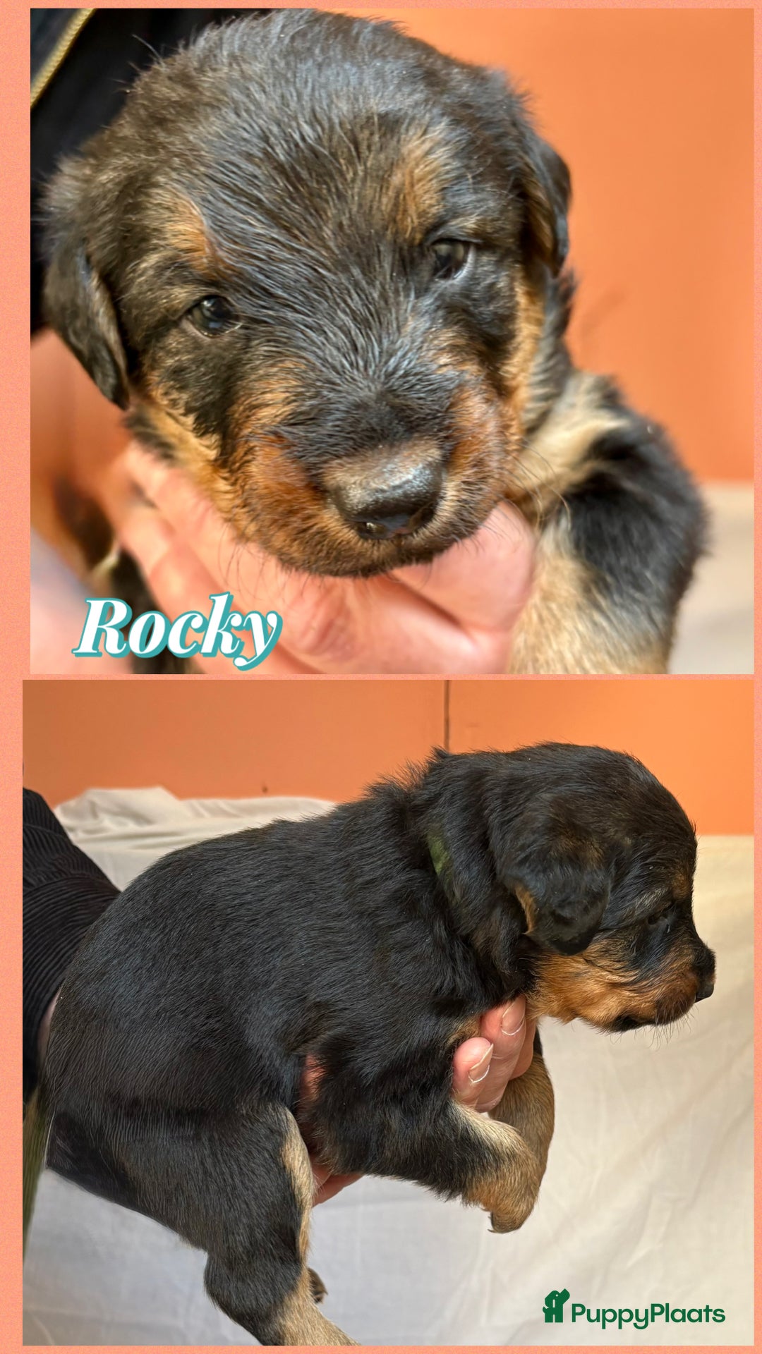 Kruising honden te koop: Nog 1 lieve pup te koop in Niebert - Advertentie 17