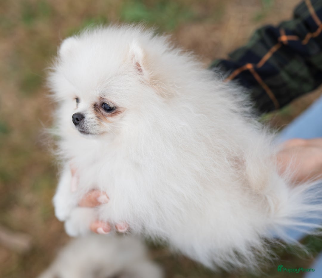 Pomeriaan honden te koop: Pomeranian Mila❤️ - Advertentie 3