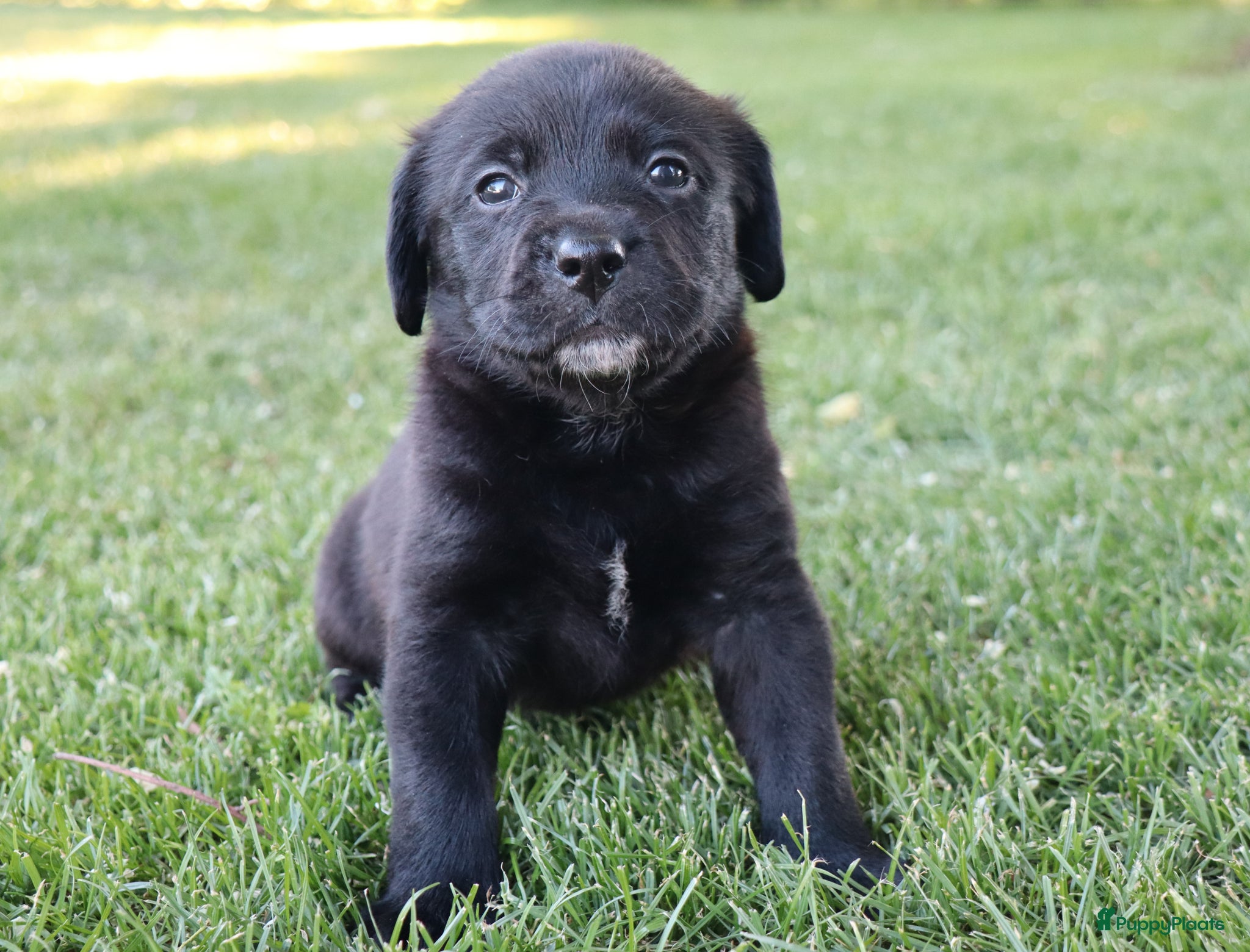 Kruising honden te koop: Prachtige labradorpups kruising  in Someren - Advertentie 14