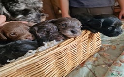 Australian Labradoodle honden te koop: Australian labradoodle Backcross micro/mini - Afbeelding 28