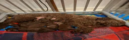 Labradoodle honden te koop: Chocolade bruine labradoodle puppies - Advertentie 2