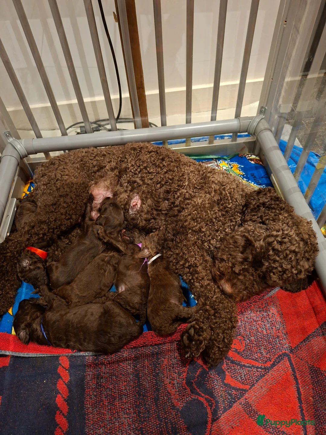 Labradoodle honden te koop: Chocolade bruine labradoodle puppies - Advertentie 2