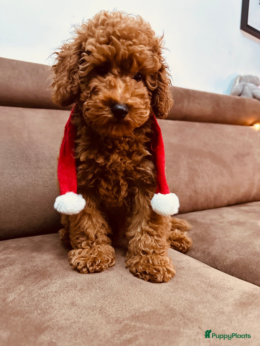 Poedel Toy honden te koop: Toy Poedel puppy’s - Advertentie 5