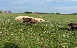Labrador Retriever honden te koop: Lieve labrador pups - Afbeelding 3