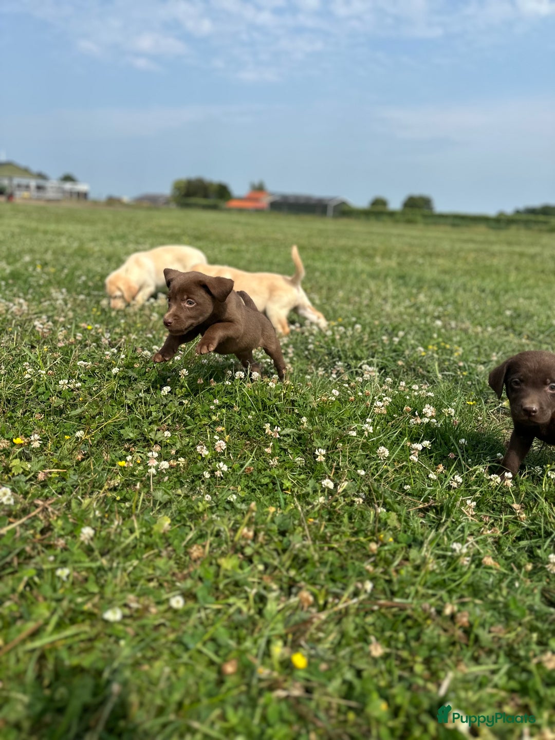 Labrador Retriever honden te koop: Lieve labrador pups - Afbeelding 3