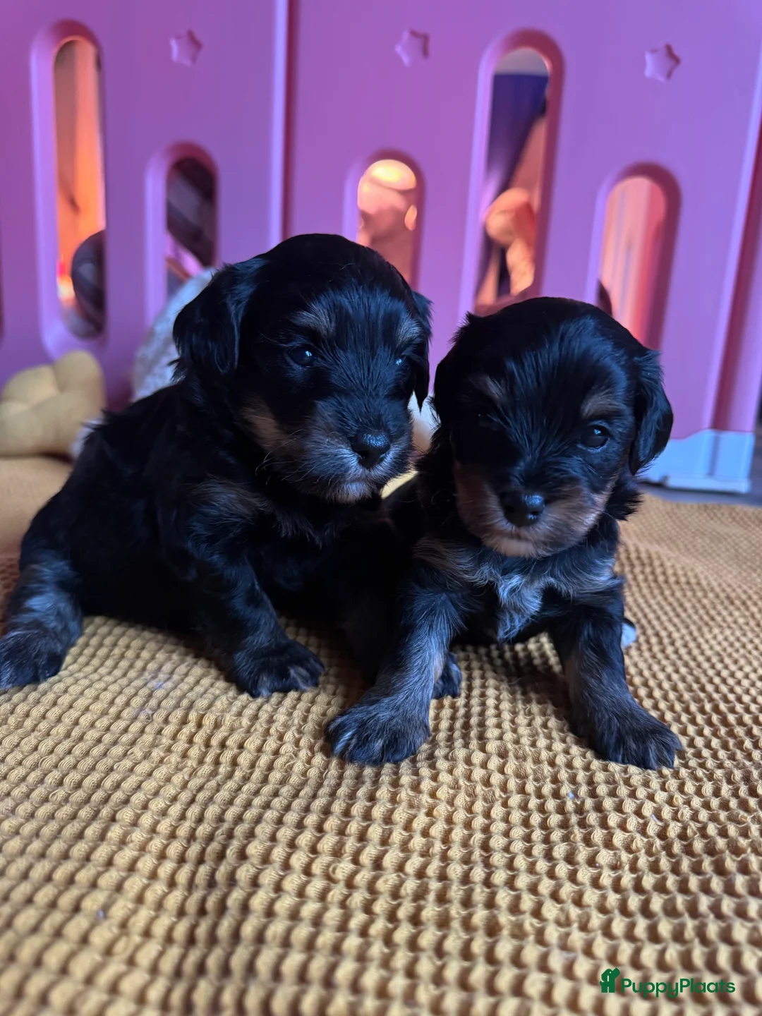 Yorkshire Terriër honden te koop: Yorkshire puppy's kruising te koop - Advertentie 3