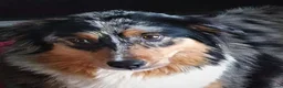 Australian Shepherd honden te koop: VERWACHT Australian Shepherd pupjes - Advertentie 3