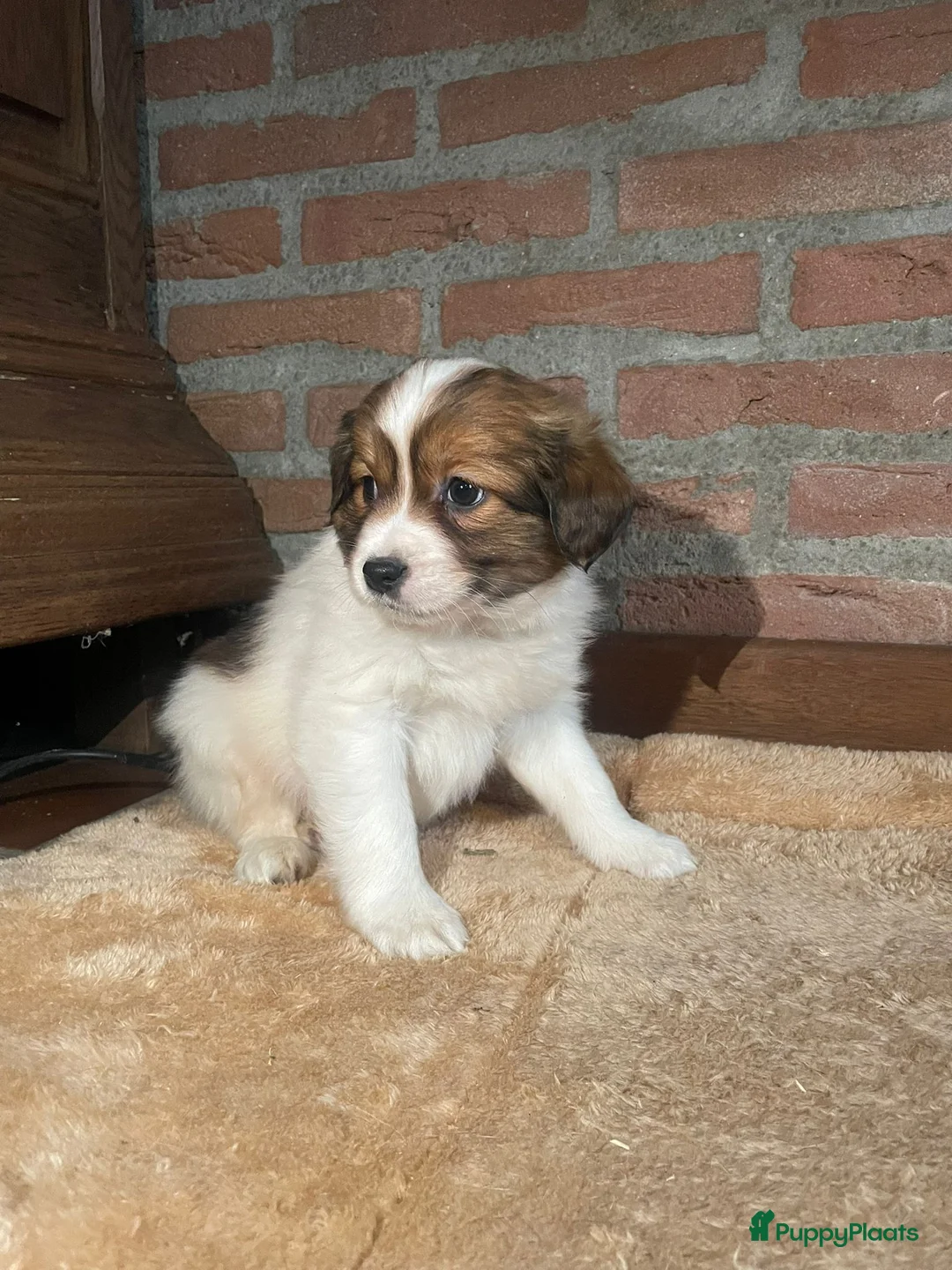 Kooikerhondje honden te koop: Kooikerhondje puppys - Advertentie 5