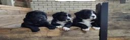 Kruising honden te koop: Mooie pups Berner kruising wetterhoun  - Advertentie 12