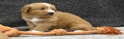 Nova Scotia Duck Tolling Retriever honden te koop: Nova Scotia Duck Tolling Retriever pups # Toller - Advertentie 19