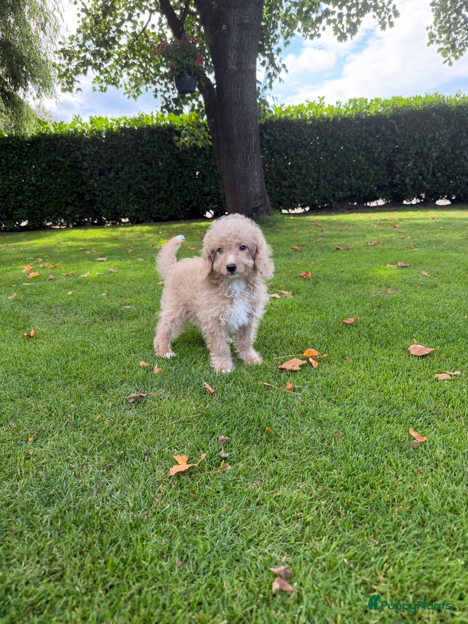 Labradoodle honden Mini Doodle (Labradoodle x Poedel) pups - Advertentie 2