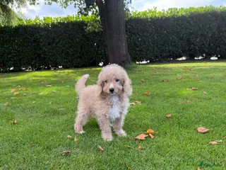 Labradoodle honden Mini Doodle (Labradoodle x Poedel) pups - Advertentie 2