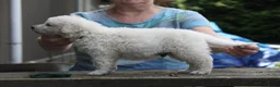 Kuvasz honden te koop: **Bijzondere Kuvasz pups uit een droomcombinatie** - Advertentie 6