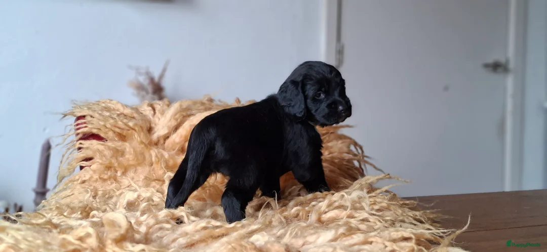 Kruising honden te koop: Labradoodle x Bloedhond / Zwitserse Senner pups - Advertentie 9