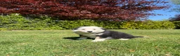 Kruising honden te koop: Australian Shepherd x Border Collie pups - Advertentie 36