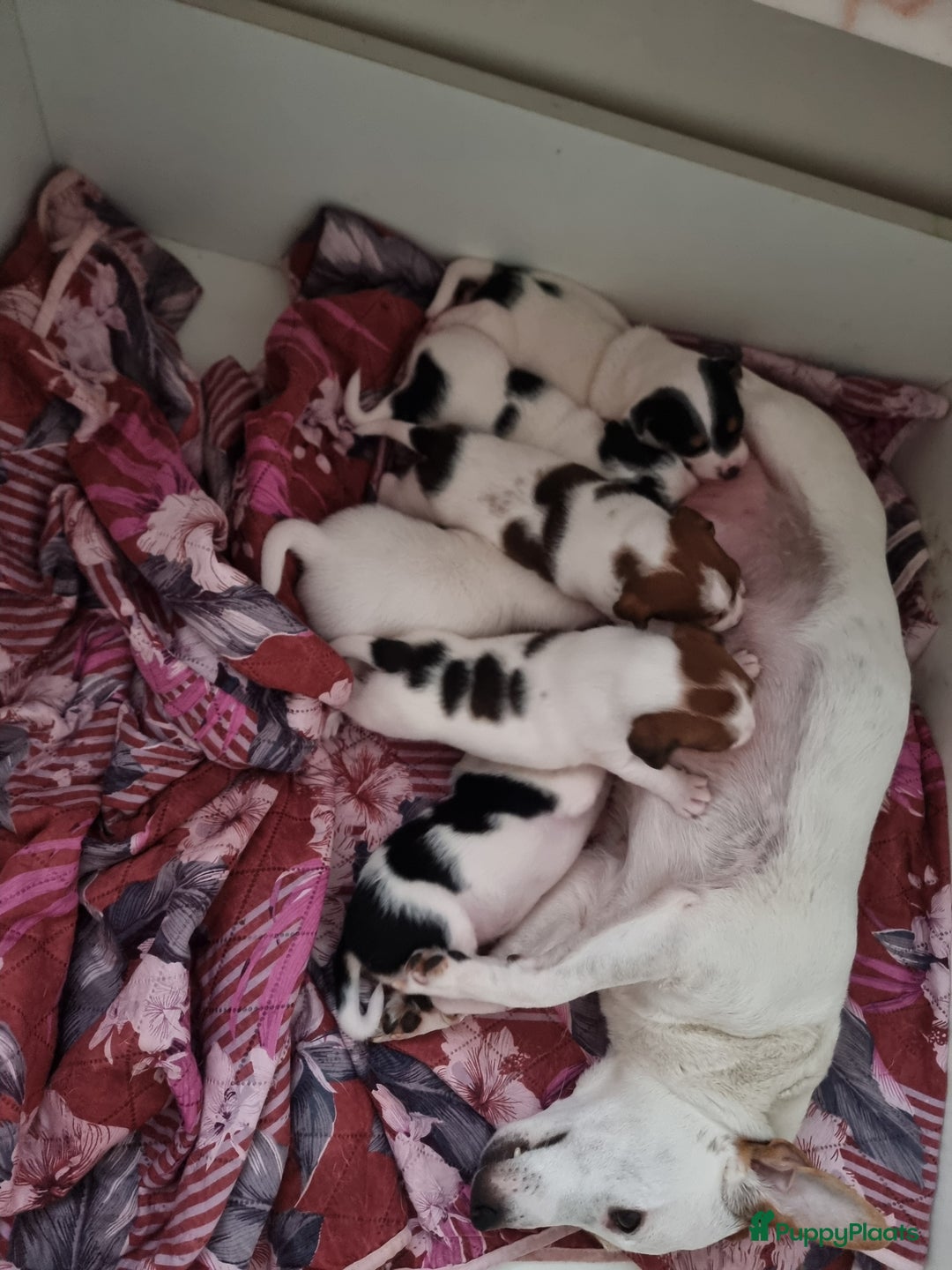 Jack Russel Terriër honden te koop: Jack Russel trailer  - Advertentie 7