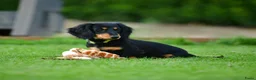 Teckel (langhaar) honden te koop: Teckel Niek -Black and Tan-dwerg-langhaar-stamboom - Advertentie 1