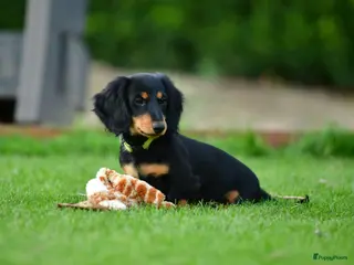 Teckel (langhaar) honden Teckel Niek -Black and Tan-dwerg-langhaar-stamboom - Advertentie 17