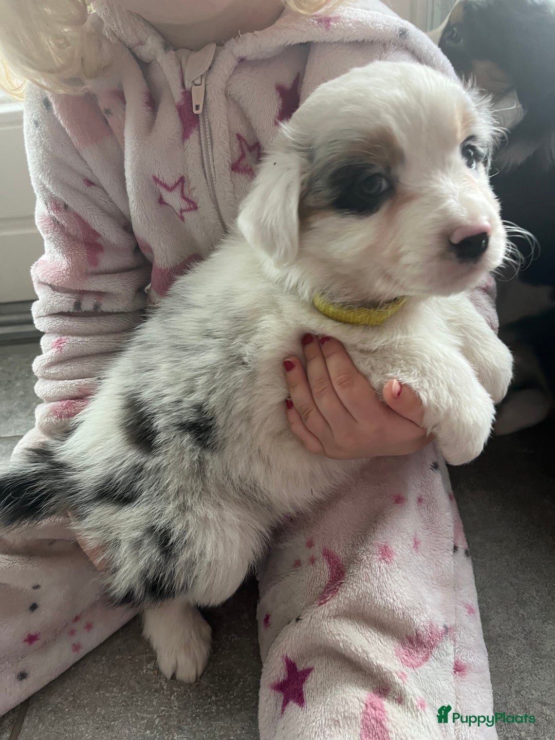 Australian Shepherd honden te koop: 100% aussie pups - Advertentie 8