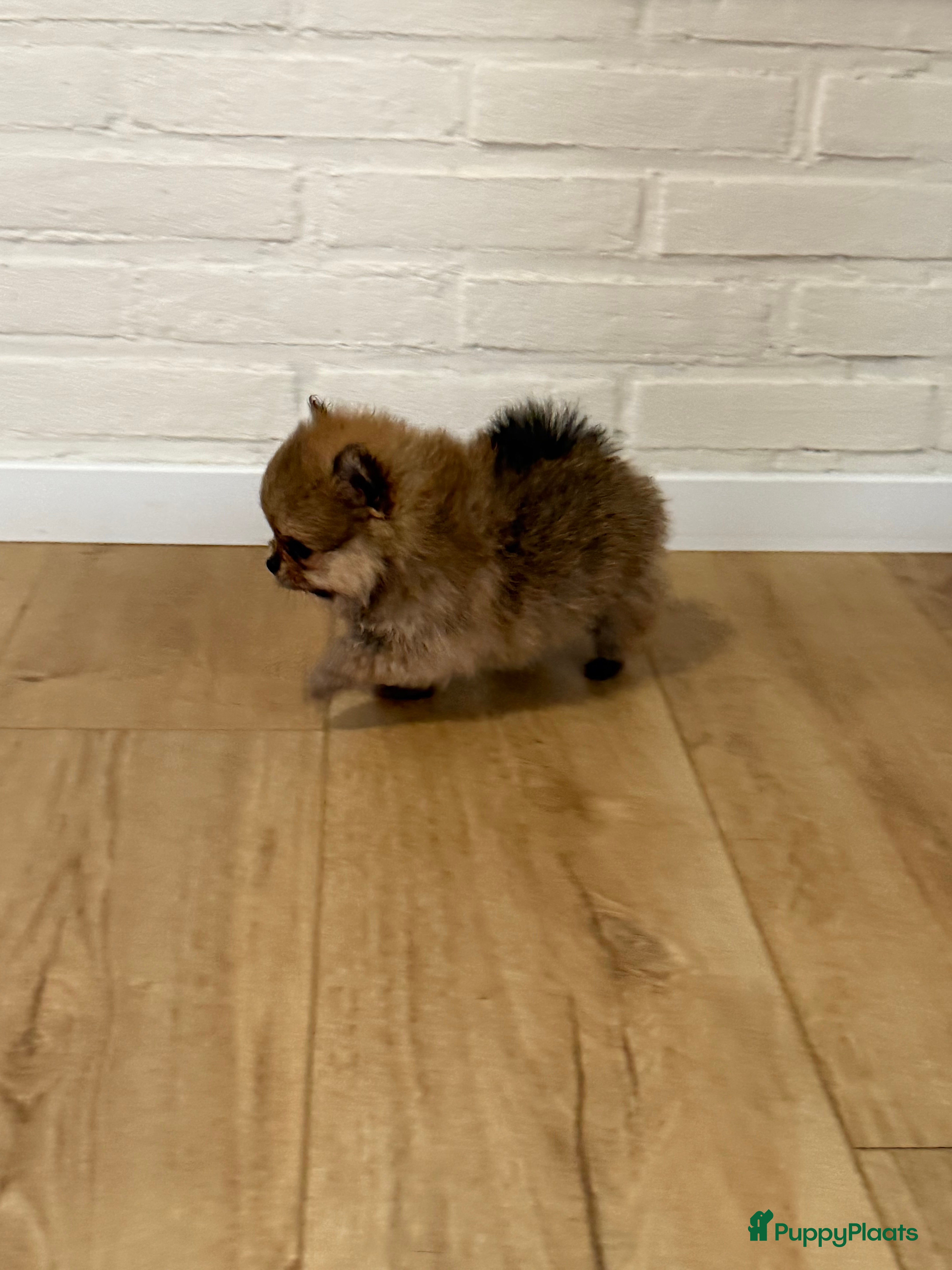 Pomeriaan honden 100% pomeriaan, 4 teefjes uit showlijn. - Advertentie 2