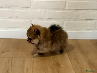 Pomeriaan honden 100% pomeriaan, 4 teefjes uit showlijn. - Advertentie 2