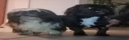 Shih Tzu honden te koop: Mooie lieve shih tzu puppys - Advertentie 3