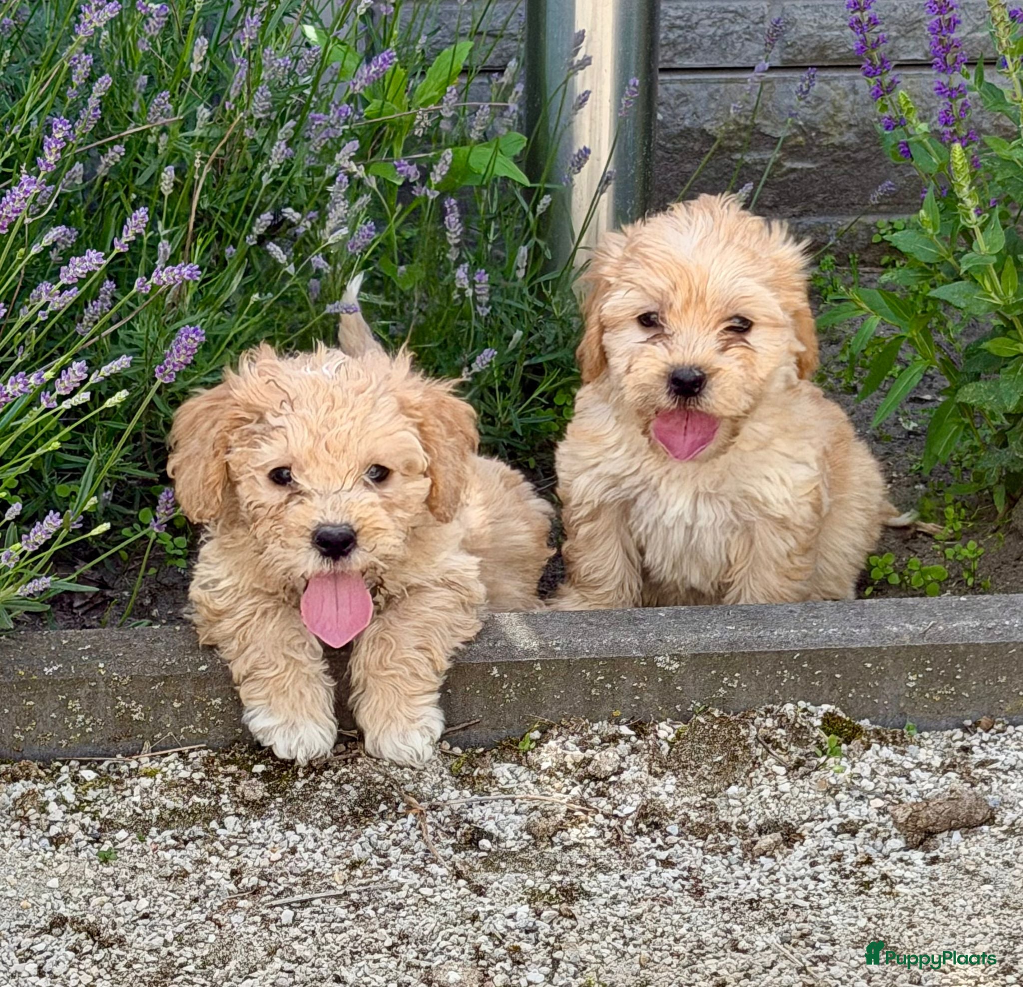 Cockapoo honden te koop: Cockapoo x boomer pups  - Advertentie 22