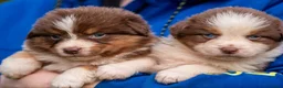 Australian Shepherd honden te koop: Super gesocialiseerde Australische herder pups - Advertentie 1
