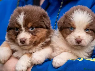 Australian Shepherd honden te koop: Super gesocialiseerde Australische herder pups - Advertentie 2